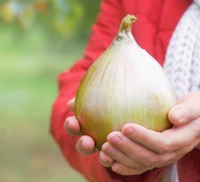 Onion Exhibition
